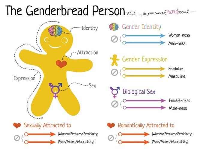 The Genderbread person graphic, illustrating the spectrum of gender identity, expression, and sexual orientation.
